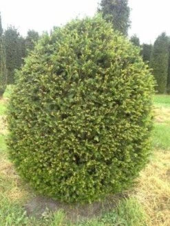 Taxusbol (Taxus Baccata) -Directplant Winkel taxus baccata bol 180