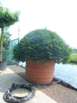 Taxusbol (Taxus Baccata) -Directplant Winkel taxus baccata bol 200 250 c1800 3