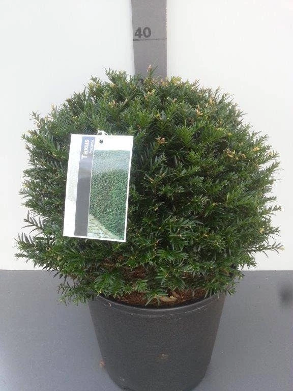 Taxusbol (Taxus Baccata) 8 Taxusbol (Taxus Baccata) - Afbeelding 6
