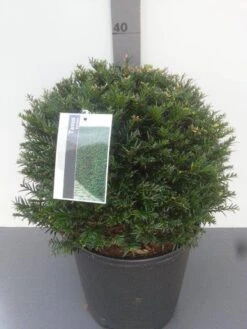 Taxusbol (Taxus Baccata) -Directplant Winkel taxus baccata bolvorm 3