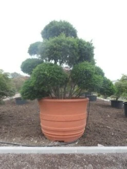 Taxus Als Bonsai (Taxus Baccata) -Directplant Winkel taxus baccata bonsai 300 400 c1800 1