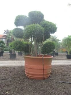 Taxus Als Bonsai (Taxus Baccata) -Directplant Winkel taxus baccata bonsai 300 400 c1800 2