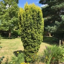 Gele Venijnboom (Taxus Baccata 'David') -Directplant Winkel taxus baccata david