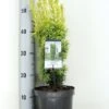 Gele Venijnboom (Taxus Baccata 'David') -Directplant Winkel taxus baccata david zomer c3 m 2