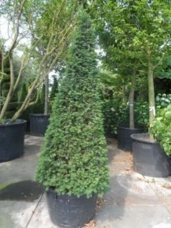 Taxus Als Pyramide (Taxus Baccata) 16 Taxus Als Pyramide (Taxus Baccata) -Directplant Winkel taxus baccata egyptische pyramide 200 225 250 c285 1