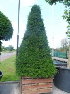 Taxus Als Pyramide (Taxus Baccata) 17 Taxus Als Pyramide (Taxus Baccata) -Directplant Winkel taxus baccata egyptische pyramide 275 300 houten bak 1