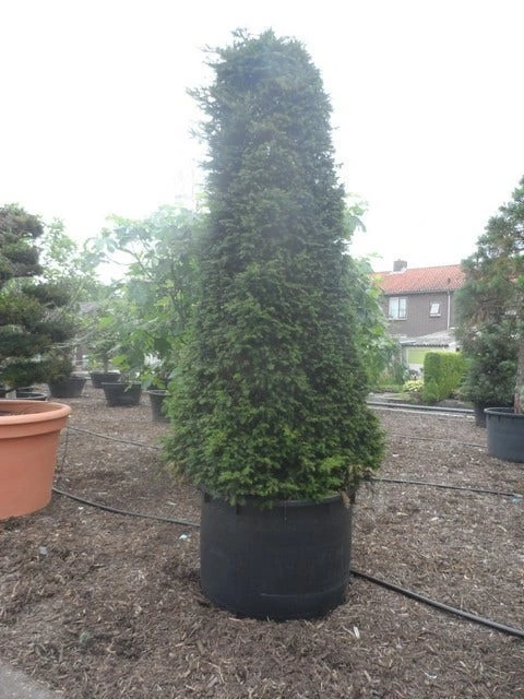Taxus Als Pyramide (Taxus Baccata) 10 Taxus Als Pyramide (Taxus Baccata) - Afbeelding 8