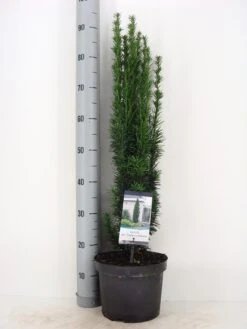 Zuiltaxus (Taxus Baccata 'Fastigiata Robusta') -Directplant Winkel taxus baccata fastigiata robusta winter c5 m 1