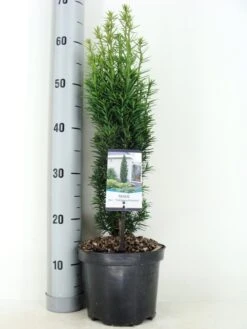 Zuiltaxus (Taxus Baccata 'Fastigiata Robusta') -Directplant Winkel taxus baccata fastigiata robusta zomer c3 m 2