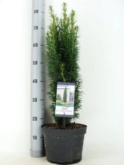 Zuiltaxus (Taxus Baccata 'Fastigiata Robusta') -Directplant Winkel taxus baccata fastigiata robusta zomer c5 m 2