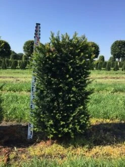 Taxus Als Haagelement (Taxus Baccata) -Directplant Winkel taxus baccata h100x50x50 cm 1