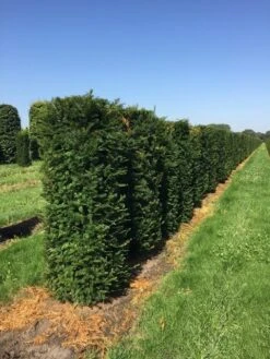 Taxus Als Haagelement (Taxus Baccata) -Directplant Winkel taxus baccata h160x60x60 cm 3 1