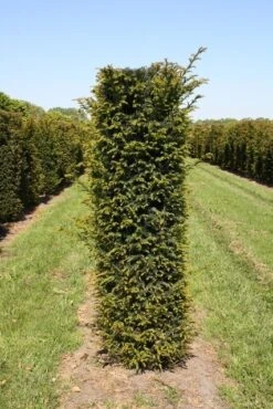 Taxus Als Haagelement (Taxus Baccata) -Directplant Winkel taxus baccata h175x50x50 cm