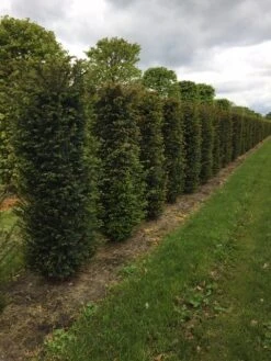 Taxus Als Haagelement (Taxus Baccata) -Directplant Winkel taxus baccata h175x50x50cm 2 1