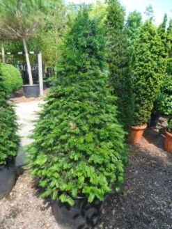 Taxus Als Kegel (Taxus Baccata) -Directplant Winkel taxus baccata kegel 140 160 c90 2