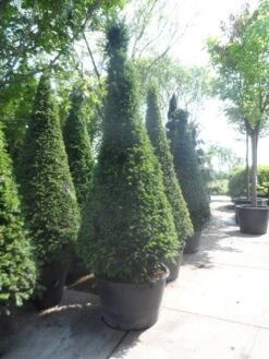 Taxus Als Kegel (Taxus Baccata) -Directplant Winkel taxus baccata kegel 200 225 250 c285 1