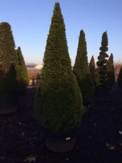 Taxus Als Kegel (Taxus Baccata) -Directplant Winkel taxus baccata kegel 225 250 c240 2 inkoop 315 2
