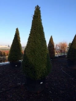 Taxus Als Kegel (Taxus Baccata) -Directplant Winkel taxus baccata kegel 225 250 c240 3 inkoop 315 1