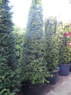 Taxus Als Kegel (Taxus Baccata) -Directplant Winkel taxus baccata kegel 250 275 2
