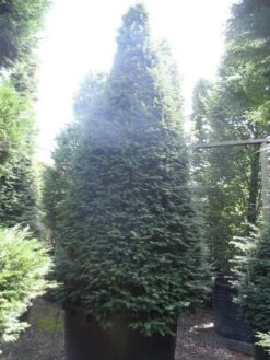 Taxus Als Kegel (Taxus Baccata) -Directplant Winkel taxus baccata kegel 275 300 350 c1000 2