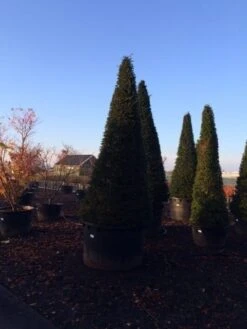 Taxus Als Kegel (Taxus Baccata) -Directplant Winkel taxus baccata kegel 300 350 c1000 inkoop 875