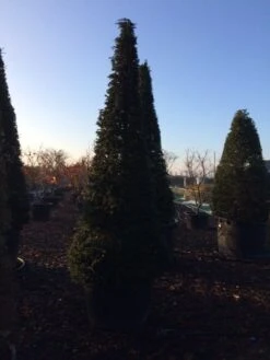Taxus Als Kegel (Taxus Baccata) -Directplant Winkel taxus baccata kegel 300 c285 inkoop 475