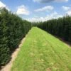 Grote Venijnboom (Taxus Baccata) -Directplant Winkel taxus baccata rij 2 1 1