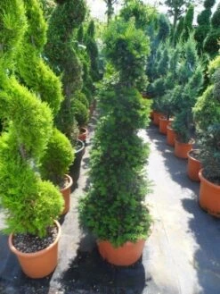 Taxus Als Spiraal (Taxus Baccata) -Directplant Winkel taxus baccata spiraal 125 150 c35 2