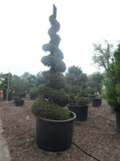 Taxus Als Spiraal (Taxus Baccata) -Directplant Winkel taxus baccata spiraal 350 400 c750