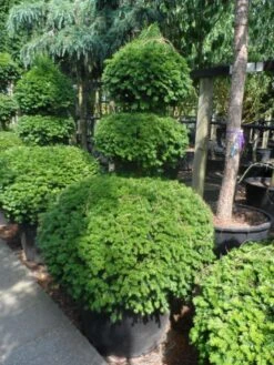 Taxusbol (Taxus Baccata) -Directplant Winkel taxus baccata triobol c160 solt 2