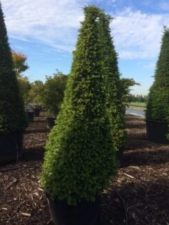 Taxus Als Pyramide (Taxus Baccata) -Directplant Winkel taxus egyptische piramides 1 2