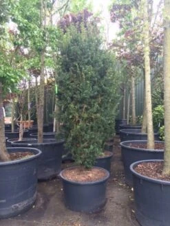 Taxus (Taxus Media 'Hicksii') -Directplant Winkel taxus hicksii 1