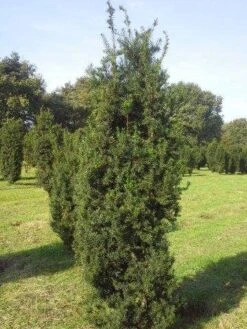 Taxus (Taxus Media 'Hicksii') -Directplant Winkel taxus hicksii 200 225 2