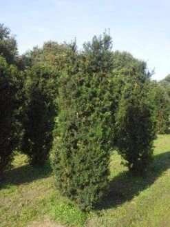 Taxus (Taxus Media 'Hicksii') -Directplant Winkel taxus hicksii 200 225 1 2