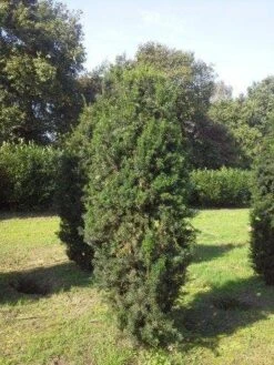 Taxus (Taxus Media 'Hicksii') -Directplant Winkel taxus hicksii 275 300