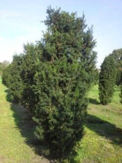 Taxus (Taxus Media 'Hicksii') -Directplant Winkel taxus hicksii 275 300 1
