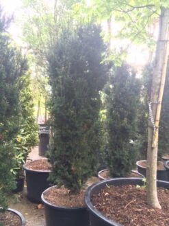 Taxus (Taxus Media 'Hicksii') -Directplant Winkel taxus hicksii 2 2
