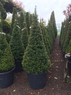 Taxus Als Pyramide (Taxus Baccata) -Directplant Winkel taxus kegel 150160cm 2