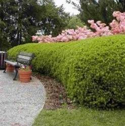 Taxus (Taxus Media 'Densiformis') -Directplant Winkel taxus media densiformis