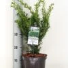 Taxus (Taxus Media 'Densiformis') -Directplant Winkel taxus media densiformis c3 m 1 2