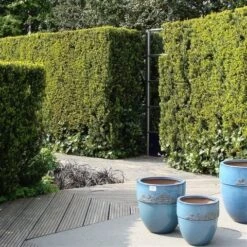 Taxus (Taxus Media 'Hicksii') -Directplant Winkel taxus media hicksii 1