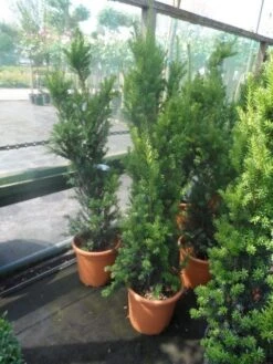 Taxus (Taxus Media 'Hicksii') -Directplant Winkel taxus media hicksii 60 80 100 c7 10 1