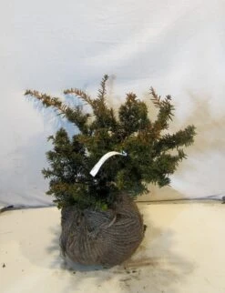 Taxus Als Bonsai (Taxus Baccata 'Summergold') -Directplant Winkel taxusbsummergold030 040