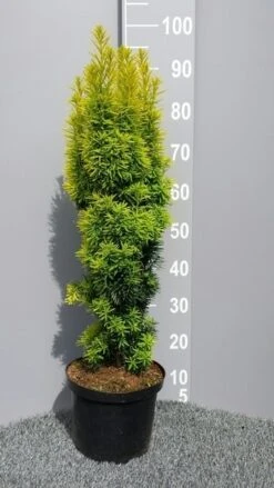 Gele Venijnboom (Taxus Baccata 'David') 10 Gele Venijnboom (Taxus Baccata 'David') -Directplant Winkel taxusdavid01 1