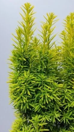 Gele Venijnboom (Taxus Baccata 'David') -Directplant Winkel taxusdavid02