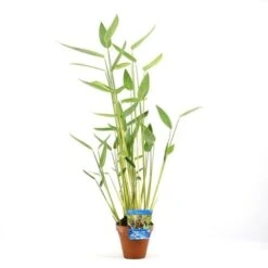 Thalia (Thalia Dealbata) -Directplant Winkel thalia