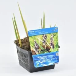 Thalia (Thalia Dealbata) -Directplant Winkel thalia dealbata 18x18 20180403200821