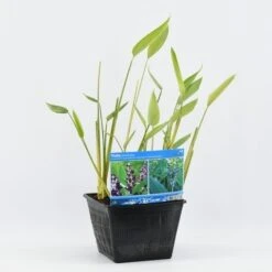 Thalia (Thalia Dealbata) -Directplant Winkel thalia dealbata 28x28 20180412193627