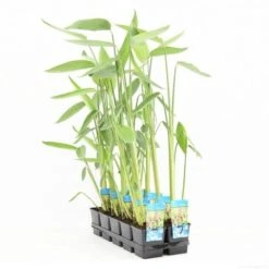 Thalia (Thalia Dealbata) -Directplant Winkel thalia dealbata p11 t