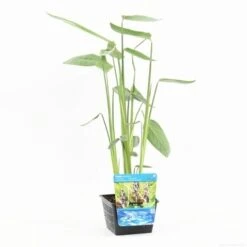 Thalia (Thalia Dealbata) -Directplant Winkel thalia dealbata s 2